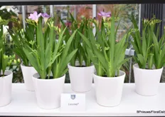 The Livorno is a new variety in Freesias from our own breeding. It is shorter variety with more branching and many new buds.